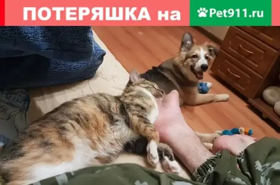 Собаки потеряшки, Кострома, фото: Потеряшка собака Ардан, помогите найти! (Кострома, Россия)