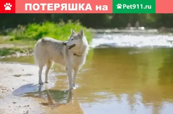 Объявления о пропавших и найденных животных, Москва, фото: Пропала кареглазая хаски в Чертаново Северном, Москва