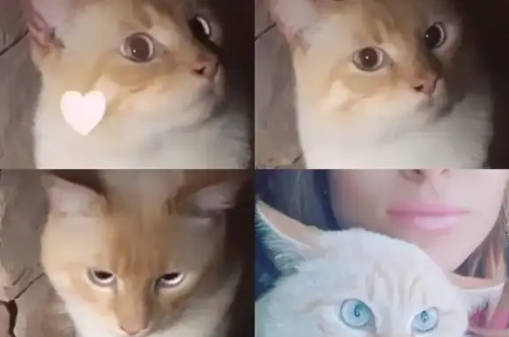 Потерянные животные Смоленск, фото: Пропала кошка Пушок возле магнита на ул. Крупская 55а в Смоленске