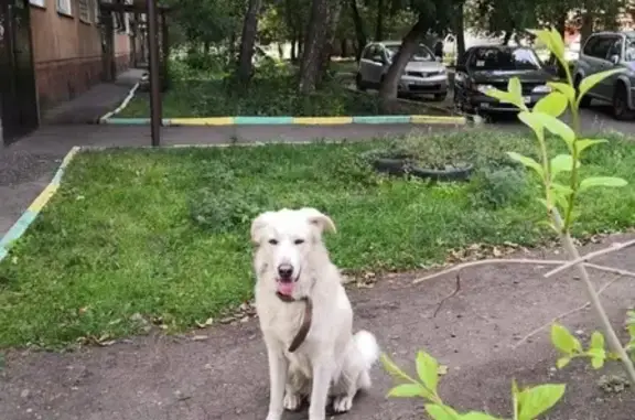 Пропала собака в Центральном районе Красноярска