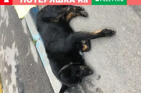 Найдена собака, Москва, фото: Чёрная собачка-овчарка найдена в Москве