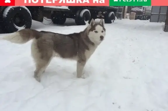 Пропала хаски Цезарь на ул. Базовой, Тольятти #lostpet