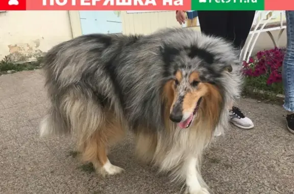Найдена собака в Ишиме (район телеателье)