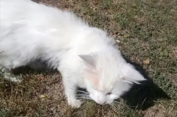 Пропала белая кошка в Пятигорске