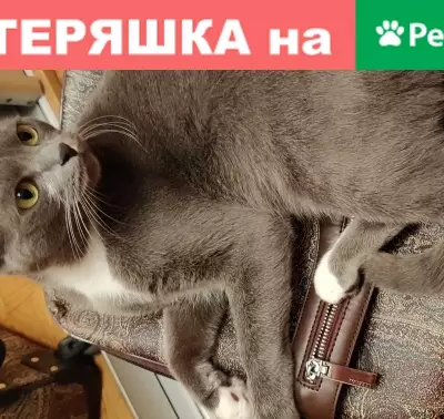 Пропала кошка Мальта в Обнинске
