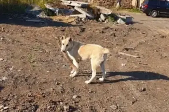 Пропала собака Вудди в Каргате, Новосибирская область