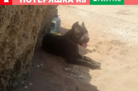 Пропала собака в Керчи, Комарова, Заречной: Кане Корсо, молодая сука.