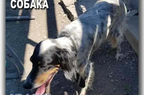 Найдена собака в Отрадной, ищем хозяев