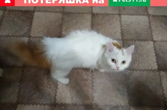 Пропала кошка на ул. Извилистой, Ростов-на-Дону