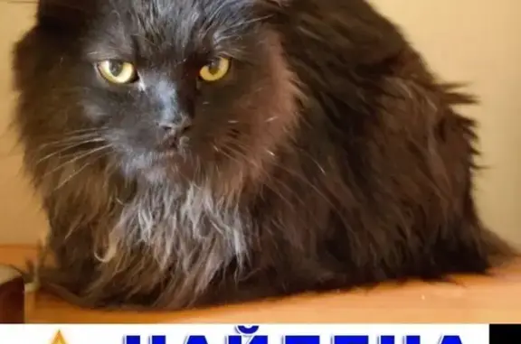 Найден чёрный кот в Новосибирске
