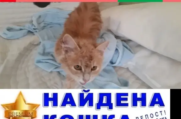 Найден светло-рыжий котенок в Уфе, Нагаево