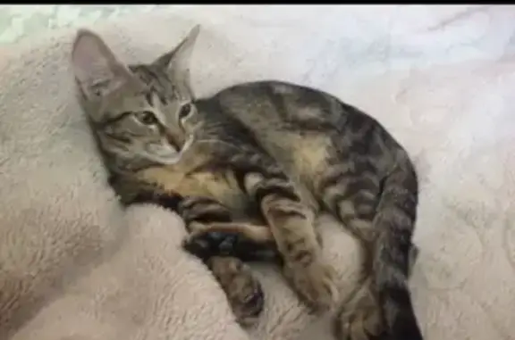 Кошки потеряшки, Москва, фото: Потеряшка кошка Кот Коржик в Москве, 2-й Новоподмосковный переулок, 3А.