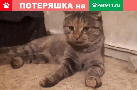 Найдена вислоухая кошка в Воронеже!