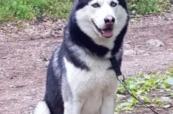 Пропала собака Вульф, ХАСКИ, возможно в районе Ольшанники, СНТ 