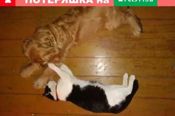 Пропала кошка Тимоша в районе 20 Амурской, Омск #lostpet #пропала #Омск