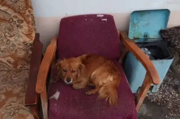 Найдена рыжая собака в Сибае