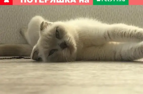 Найдена вислоухая кошка в Новороссийске!