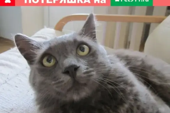 Найден кот на Ерёменко, ищу хозяев!