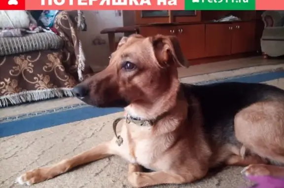 Пропала собака Дана в районе Шевченко, Смоленск