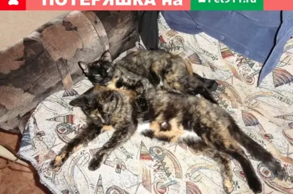 Пропала черепашистая кошка в Вятских Полянах