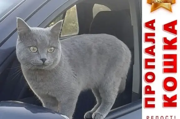 Кошки потеряшки, имени 8 Марта, фото: Потеряшка серебристый кот на ул. 8 марта, Бронницы