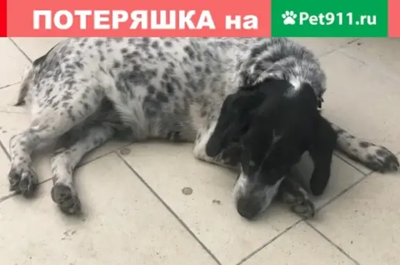 Найдена собака в Ростове, мкр. Западный, ищем хозяев