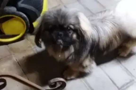 Пропала собака Шустрик в Бирюче, Белгородская область