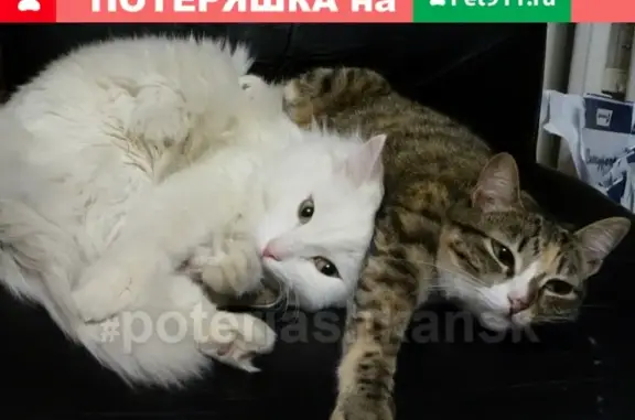 Кошки потеряшки, Новосибирск, фото: Потеряшка кошка Буся на Ватутина-Новогодней, Новосибирск