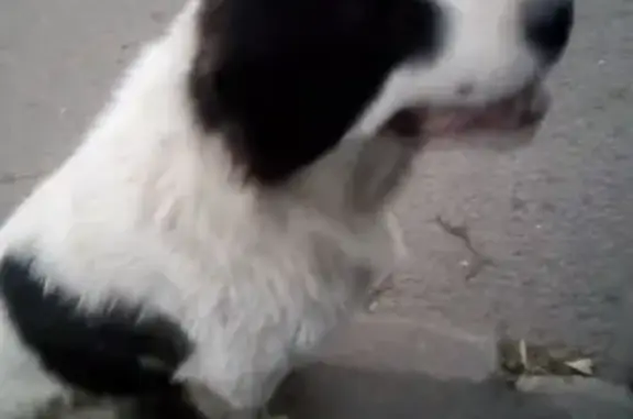 Собака найдена на Севанской, 29с1 (27 символов)