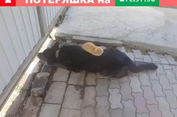 Пропал котенок в Садовом обществе «Надежда», Мазуль