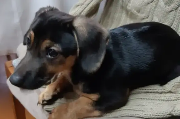 Найден щенок в Чернягах, Котлас: здоровый и контактный