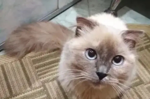 Найдена красивая кошка в Старом Осколе, ищем хозяина или новый дом