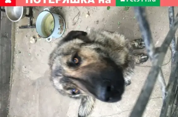 Пропала собака в Конаково на Луговой улице.