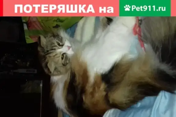 Пропала кошка у Текучевского моста, Ростов-на-Дону