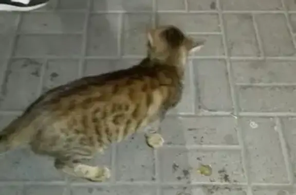 Найден кот смесь бенгала возрастом 1.5-2 года в Омске