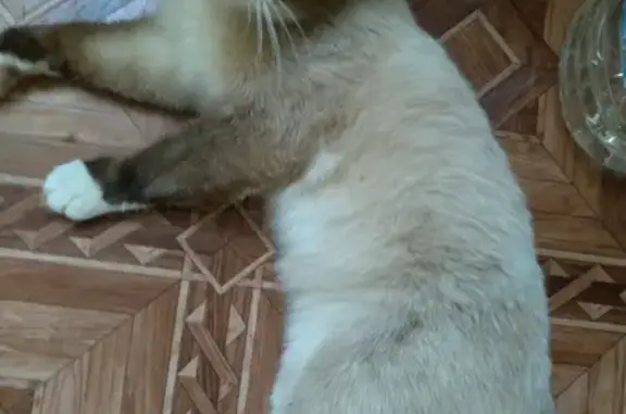 Найден молодой котик в Нижнем Тагиле