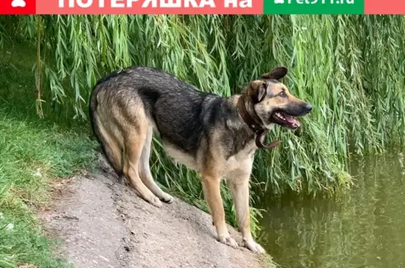 Найдена собака на Б. Новодевичьем пруду
