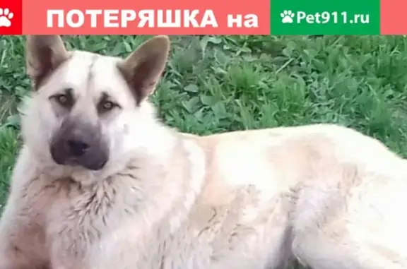 Пропала собака Султан в Бужаниново, Московская область