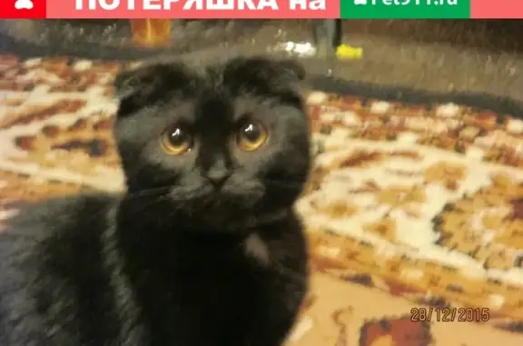 Пропала кошка: Школьный переулок - ул. М. Горького, Тюмень