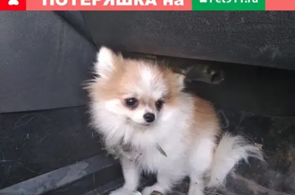 Найдена собака в Тольятти