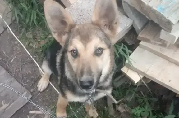 Найден щенок в Сибирской долине, ищет новых хозяев.