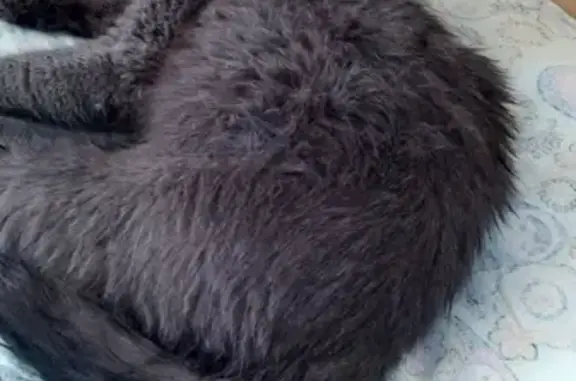 Найдена серая кошка в Северске, ул. Солнечная