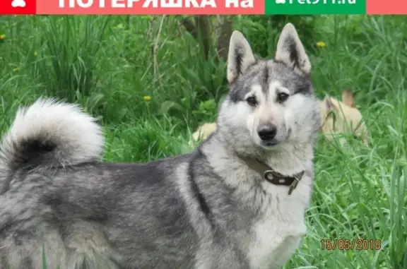 Пропала собака Лайка в Суоярви, Карелия