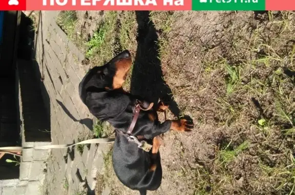 Пропала собака в районе школы №28, вознаграждение 3000 рублей.