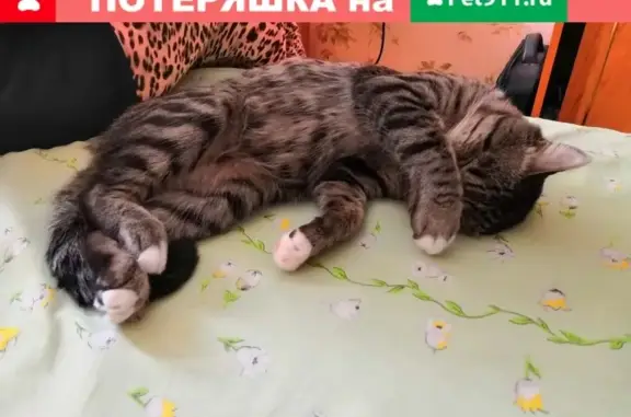 Объявления о пропавших и найденных животных, Киров, фото: Пропала кошка Марсик в Кирове