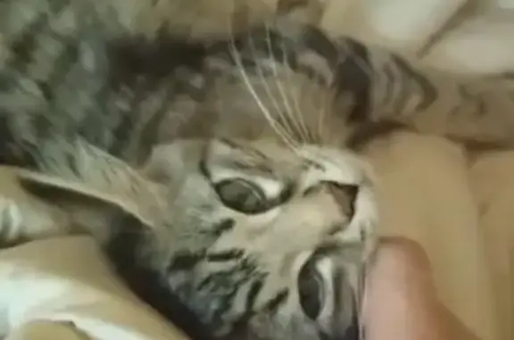 Кошки потеряшки, Москва, фото: Потеряшка кошка Фреш возле метро Академическая, Москва