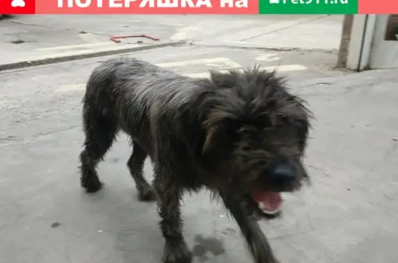 Потерянная добрая собака на улице Шулейкина, Кацевили