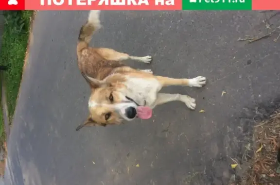 Найдена собака на улице Ломоносова, Томилино