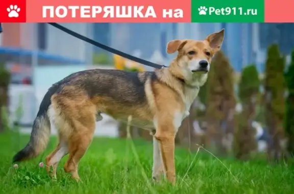 Собаки потеряшки, Москва, фото: Потеряшка пёс Лисенок на Большой кольцевой в Москве