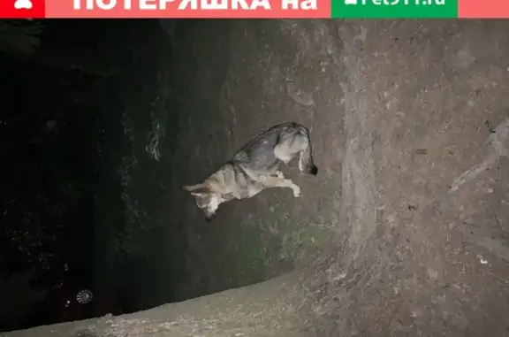 Найден домашний пёс в Деревне Воронино, Сергиев Посад